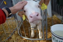 Австрия+кусочек Баварии без авто. Октябрь 2013. Вена-Мюнхен-Зальцбург-Зальцкаммергут-Вена