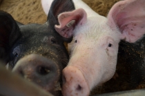 Австрия+кусочек Баварии без авто. Октябрь 2013. Вена-Мюнхен-Зальцбург-Зальцкаммергут-Вена