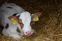 Австрия+кусочек Баварии без авто. Октябрь 2013. Вена-Мюнхен-Зальцбург-Зальцкаммергут-Вена