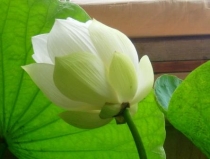 Лотос у бассейна 2