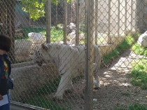 Сербия - уже не Россия, еще не Европа (сентябрь 2013)