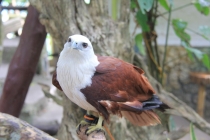 Манила-Корон-ЭльНидо-Панглао-Бохол-Себу-Боракай (Новый Год Январь 2013)