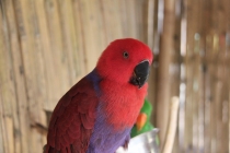 Манила-Корон-ЭльНидо-Панглао-Бохол-Себу-Боракай (Новый Год Январь 2013)