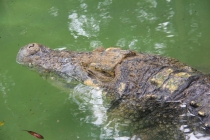 Манила-Корон-ЭльНидо-Панглао-Бохол-Себу-Боракай (Новый Год Январь 2013)