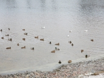 Санкт-Петербург на Рождество: почти неделя и ни снега, ни морозов... (2-8.01.2014)