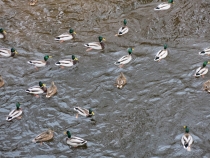 Санкт-Петербург на Рождество: почти неделя и ни снега, ни морозов... (2-8.01.2014)