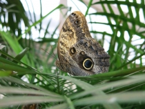 Санкт-Петербург на Рождество: почти неделя и ни снега, ни морозов... (2-8.01.2014)