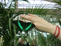 Санкт-Петербург на Рождество: почти неделя и ни снега, ни морозов... (2-8.01.2014)