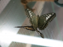 Санкт-Петербург на Рождество: почти неделя и ни снега, ни морозов... (2-8.01.2014)