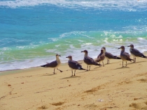 Отдых у Пабло Солимара