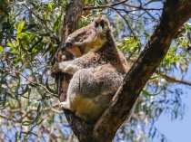 NZ, Тасмания, AU