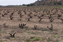 Castilla - tierra de castillos (Кастилия - страна замков)