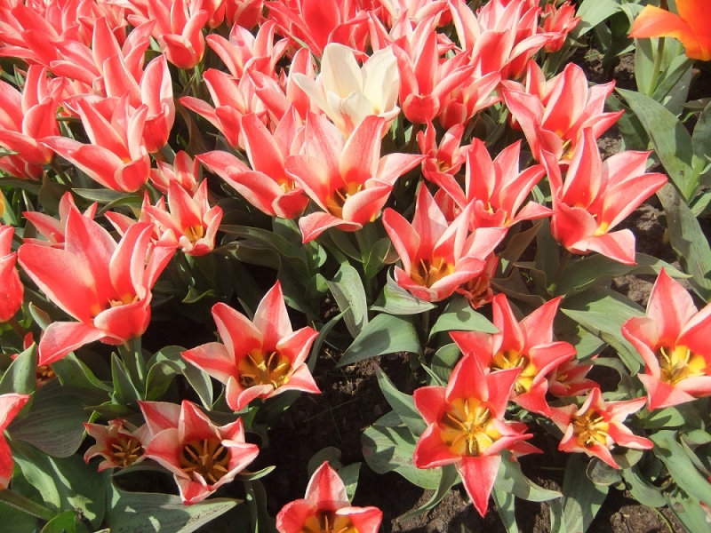 парад цветов