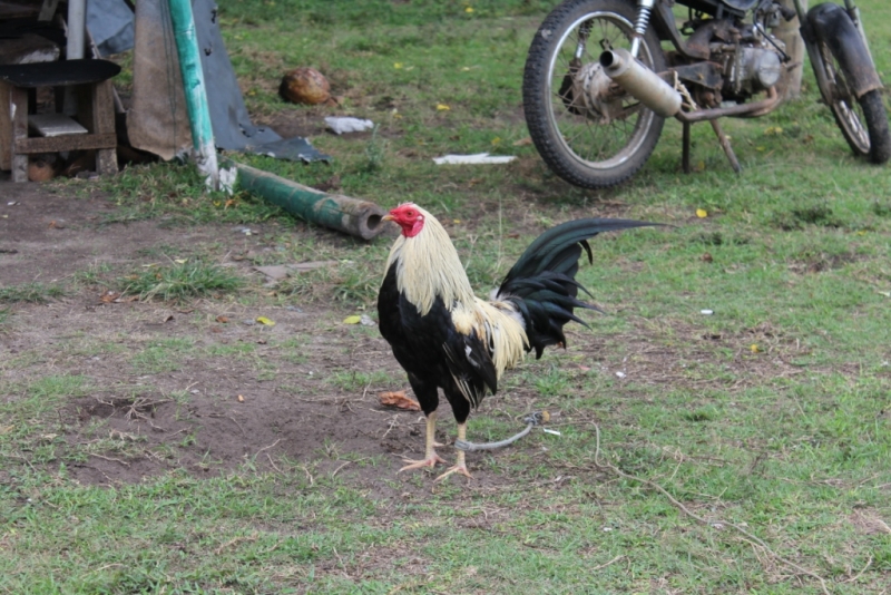 Петушиные бои. Филиппины.