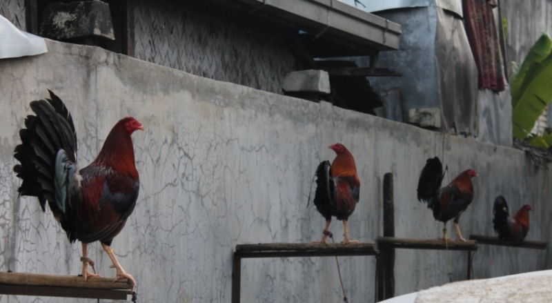 Петушиные бои. Филиппины.