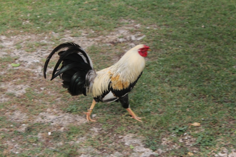 Петушиные бои. Филиппины.