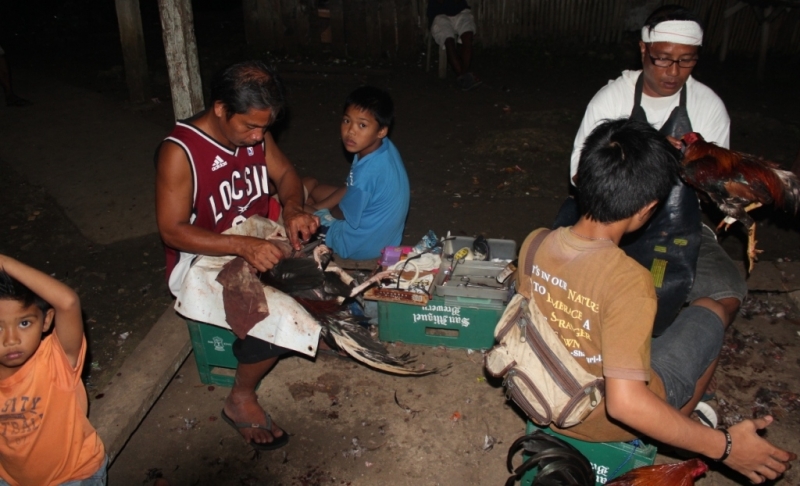 Петушиные бои. Филиппины.