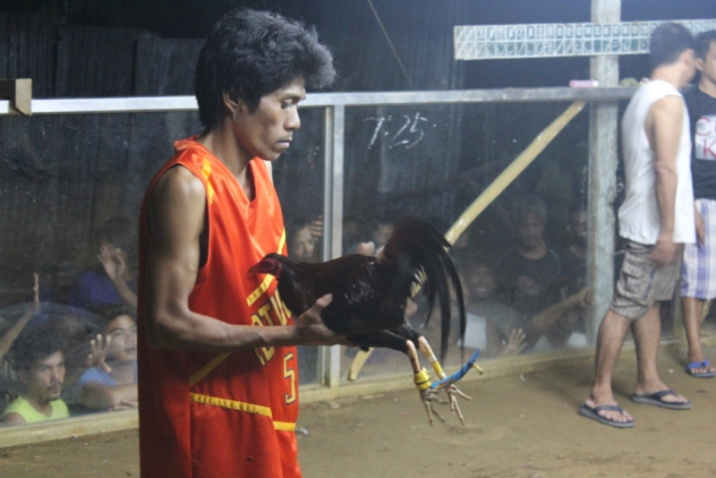 Петушиные бои. Филиппины.