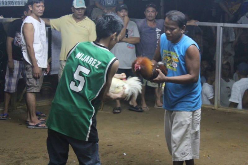 Петушиные бои. Филиппины.