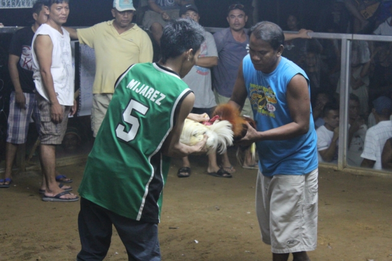Петушиные бои. Филиппины.