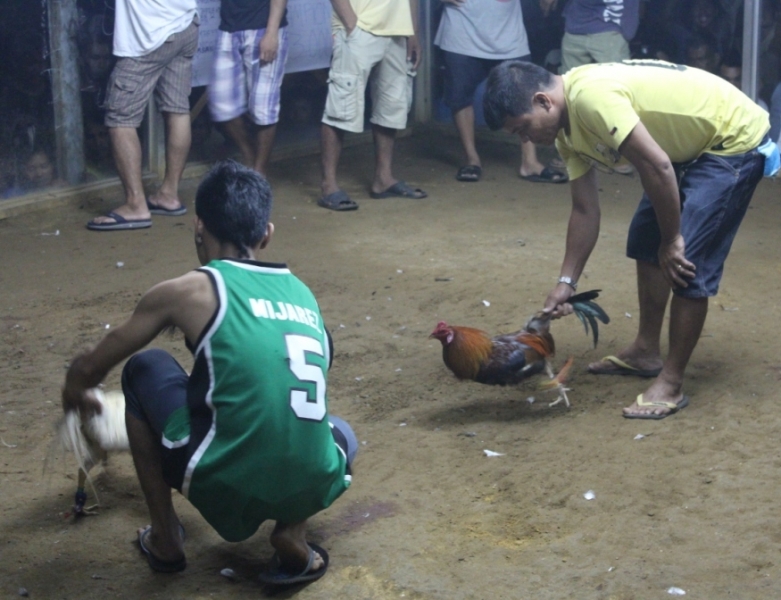 Петушиные бои. Филиппины.