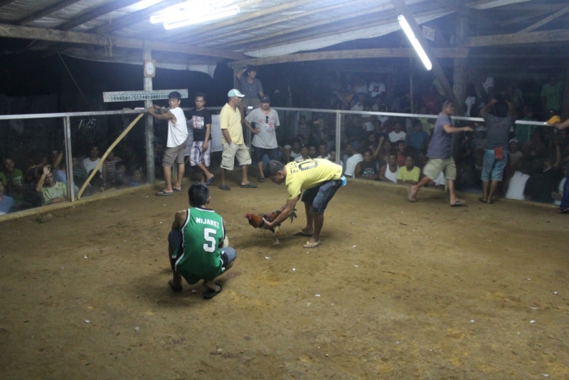 Петушиные бои. Филиппины.