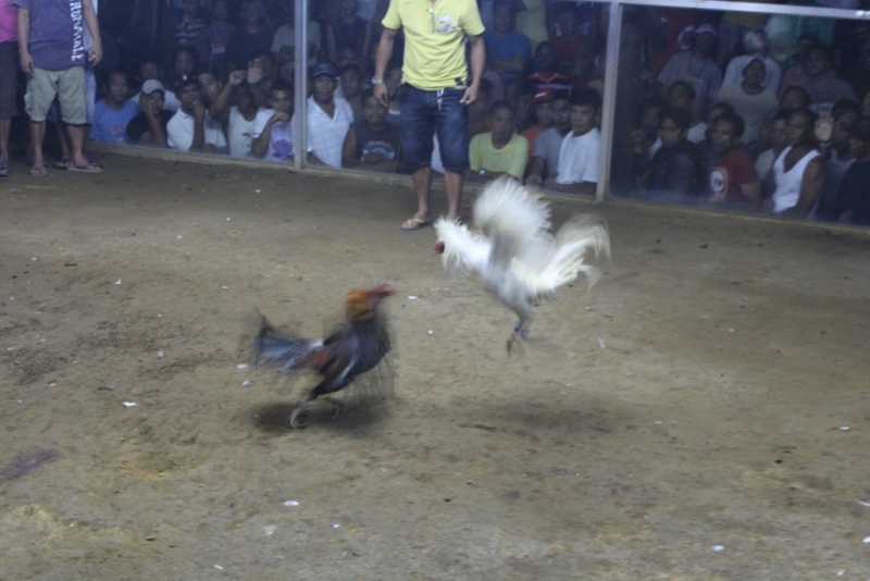 Петушиные бои. Филиппины.