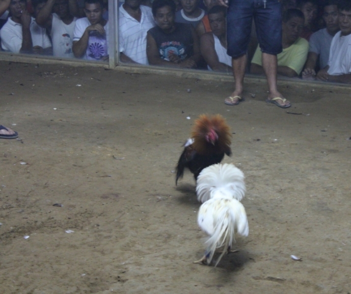 Петушиные бои. Филиппины.