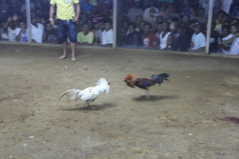 Петушиные бои. Филиппины.