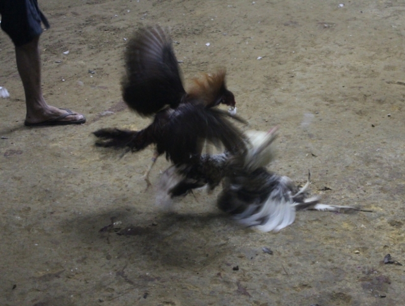 Петушиные бои. Филиппины.