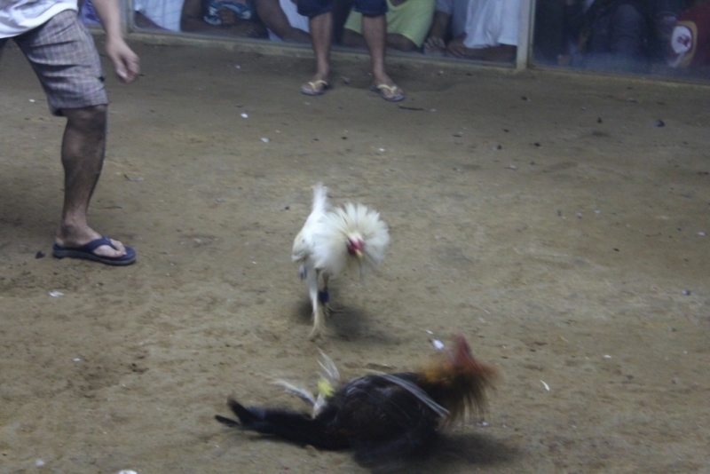 Петушиные бои. Филиппины.