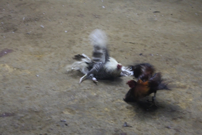 Петушиные бои. Филиппины.