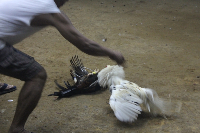 Петушиные бои. Филиппины.
