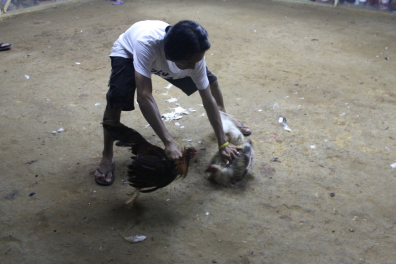 Петушиные бои. Филиппины.