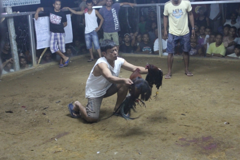 Петушиные бои. Филиппины.