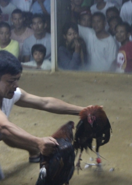 Петушиные бои. Филиппины.
