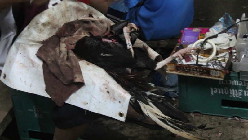 Петушиные бои. Филиппины.