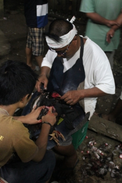 Петушиные бои. Филиппины.