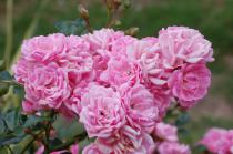 doi_inthanon_flowers