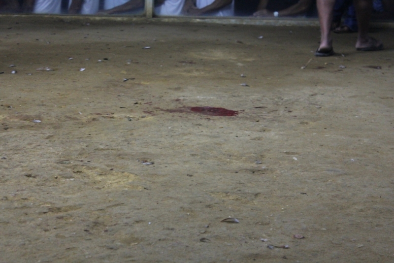 Петушиные бои. Филиппины.