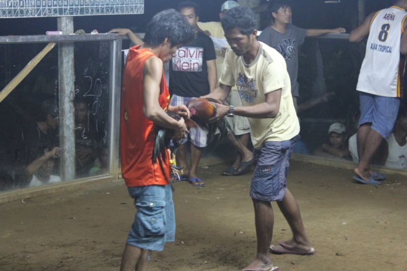 Петушиные бои. Филиппины.