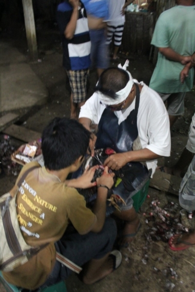 Петушиные бои. Филиппины.