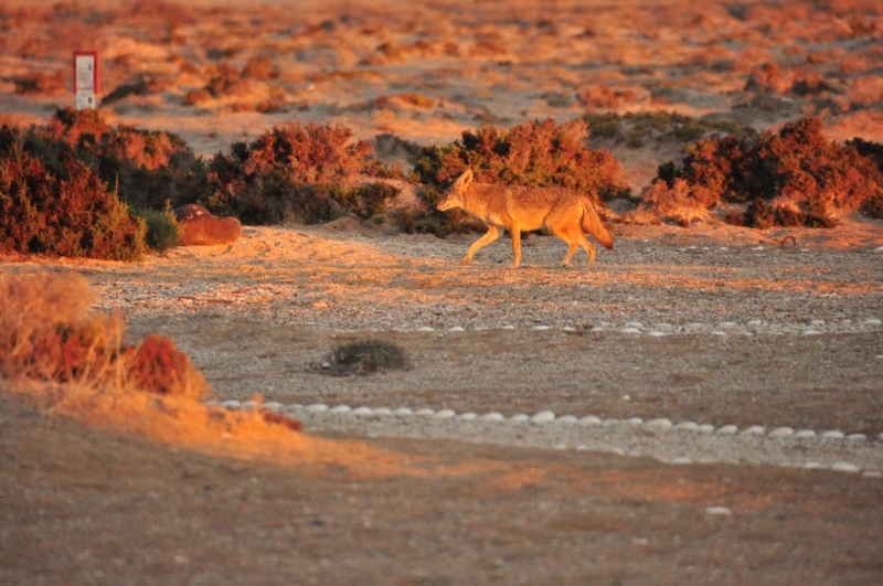 Баха Калифорния . Февраль 2014 г