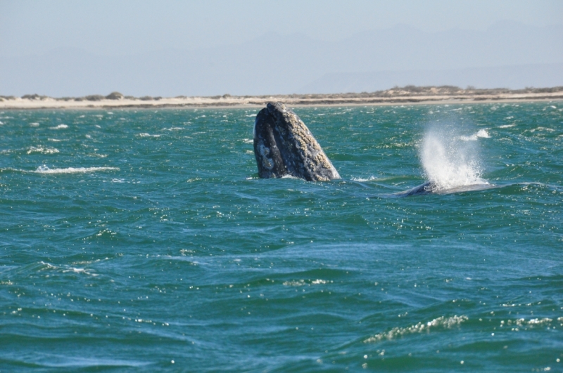 Баха Калифорния . Февраль 2014 г