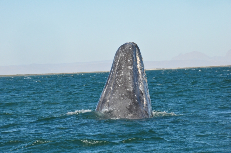 Баха Калифорния . Февраль 2014 г