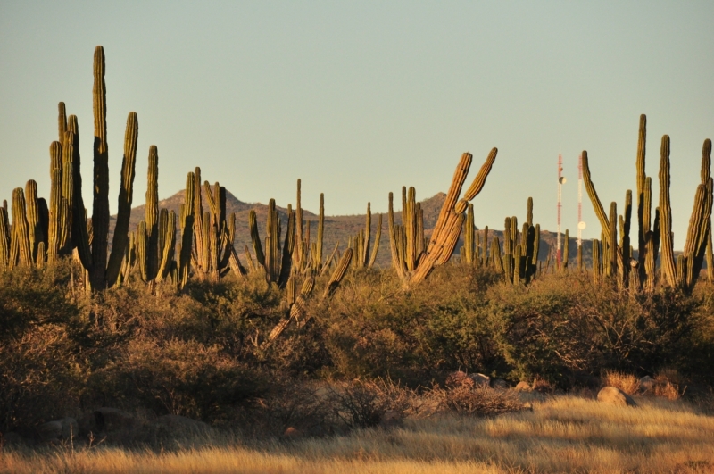 Баха Калифорния . Февраль 2014 г