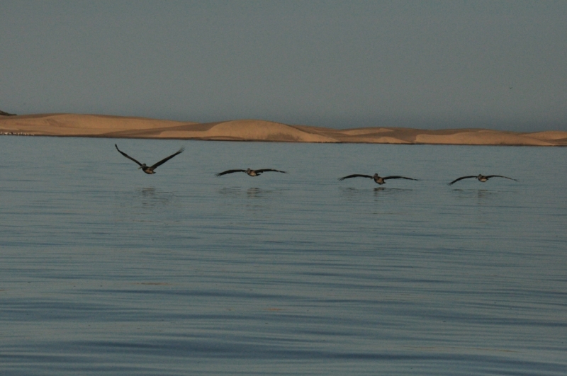 Баха Калифорния . Февраль 2014 г