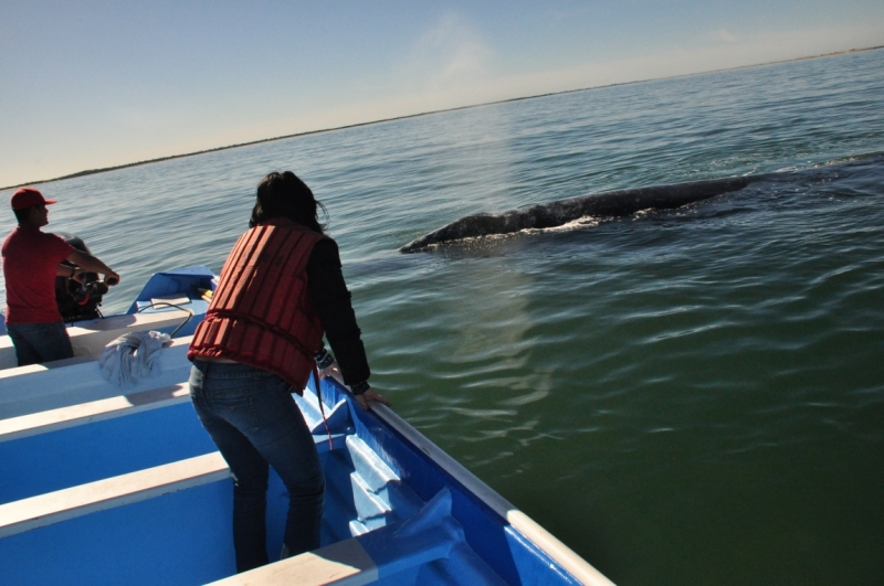 Баха Калифорния . Февраль 2014 г