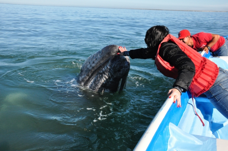 Баха Калифорния . Февраль 2014 г