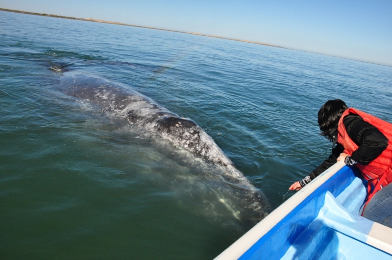 Баха Калифорния . Февраль 2014 г